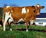 Image result for guernsey dairy cow