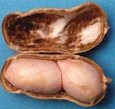 A-matured-groundnut-pod